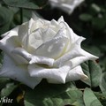 專家網友指出：「白雪公主這棵花是台灣自己掰出來的~~實際台灣並無這棵花」。我查以下的國外網站，確實有白色的玫瑰，我不明確知道是否即是在園中這一株。
http://www.helpmefind.com/rose/plants.php?searchNmTyp=5&searchNm=snow+white&rid=2519&sbSearch=SEARCH&tab=1