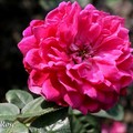 蘇菲	Sophy's Rose