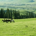 哈薩克小孩示範著高超的騎術，有些客人坐上馬，漫步在綠草如茵的山坡上