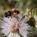 烏魯木齊的天池蜜蜂