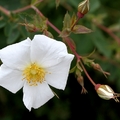 烏魯木齊的天池野玫瑰