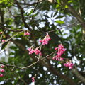 碧湖公園