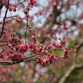 碧湖公園