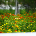 喜愛到處．拈花惹草．．
台灣四季．大自然總有看不完的花花草草
透過相機記錄．與您分享．．
