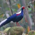 台灣最漂亮的鳥：藍腹鷴

 

國寶級、台灣特有種，為台灣儀態最美與氣質高貴的鳥種


 
