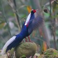 台灣最漂亮的鳥：藍腹鷴