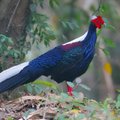 台灣最漂亮的鳥：藍腹鷴