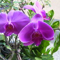春天的容顏之美，竟在我家花園盆栽的林蔭下『高尚』蝴蝶蘭。