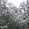 樹上積雪