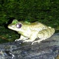 蛙蛙 - 2