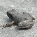 蛙蛙 - 2