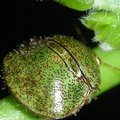 篩豆龜蝽 - 2
