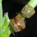 篩豆龜蝽 - 3