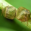 篩豆龜蝽 - 4