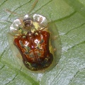 金斑龜金花蟲
