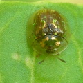 小褐龜金花蟲