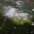 莫氏樹蛙 - 2