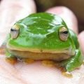 莫氏樹蛙 - 1