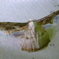 空點雙尾尺蛾 Gonodontis clelia (Cramer, 1780)