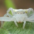 琉球三角蟹蛛