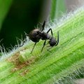 角蟬與黑棘蟻