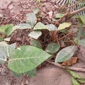 植物 - 3