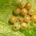 黃班椿象卵被寄生