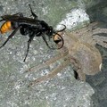 蛛蜂食蜂 - 1