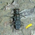 微小虎甲蟲交尾