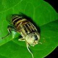 斑眼食蚜蠅