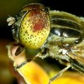 斑眼食蚜蠅