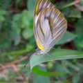 八重山粉蝶(雌)