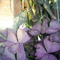 紫酢漿草