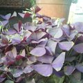 紫酢漿草