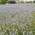 紫花藿香薊