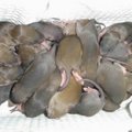 grupowe szczury 1