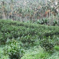 南投魚池[森林紅茶]的有機茶園-紅玉紅茶 Nikon FM2 + Nikkor AI 55 micro
