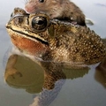 青蛙背老鼠過河