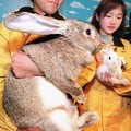 請吃素讓可愛的日本巨兔快樂當我們的寵物