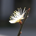 花團錦簇 - 2