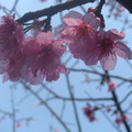 早春的櫻花--Yue Han