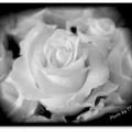 T.T 分享--白玉玫瑰