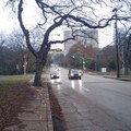 Dallas 美麗的楓樹大道