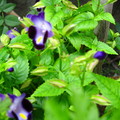 不知名的紫花