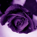 迷幻桌布一(紫)