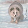 北極狐