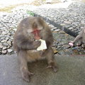 猴子吃冰棒