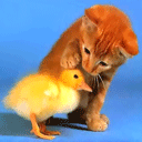貓與鴨