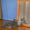 鏡子貓