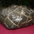黑龜甲